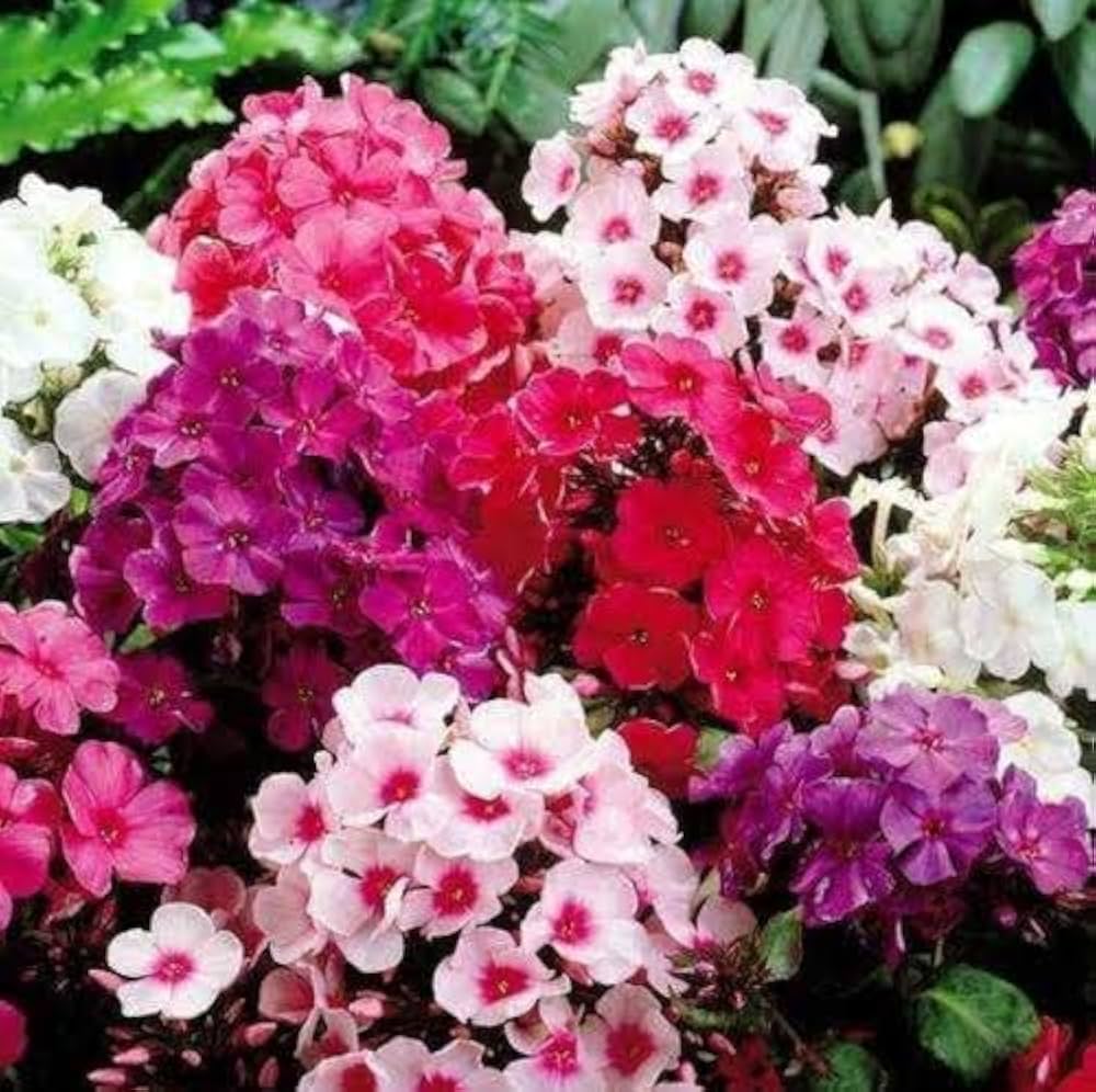 Mountain Phlox Flower Seeds Phlox paniculata for Planting in Flower Bed