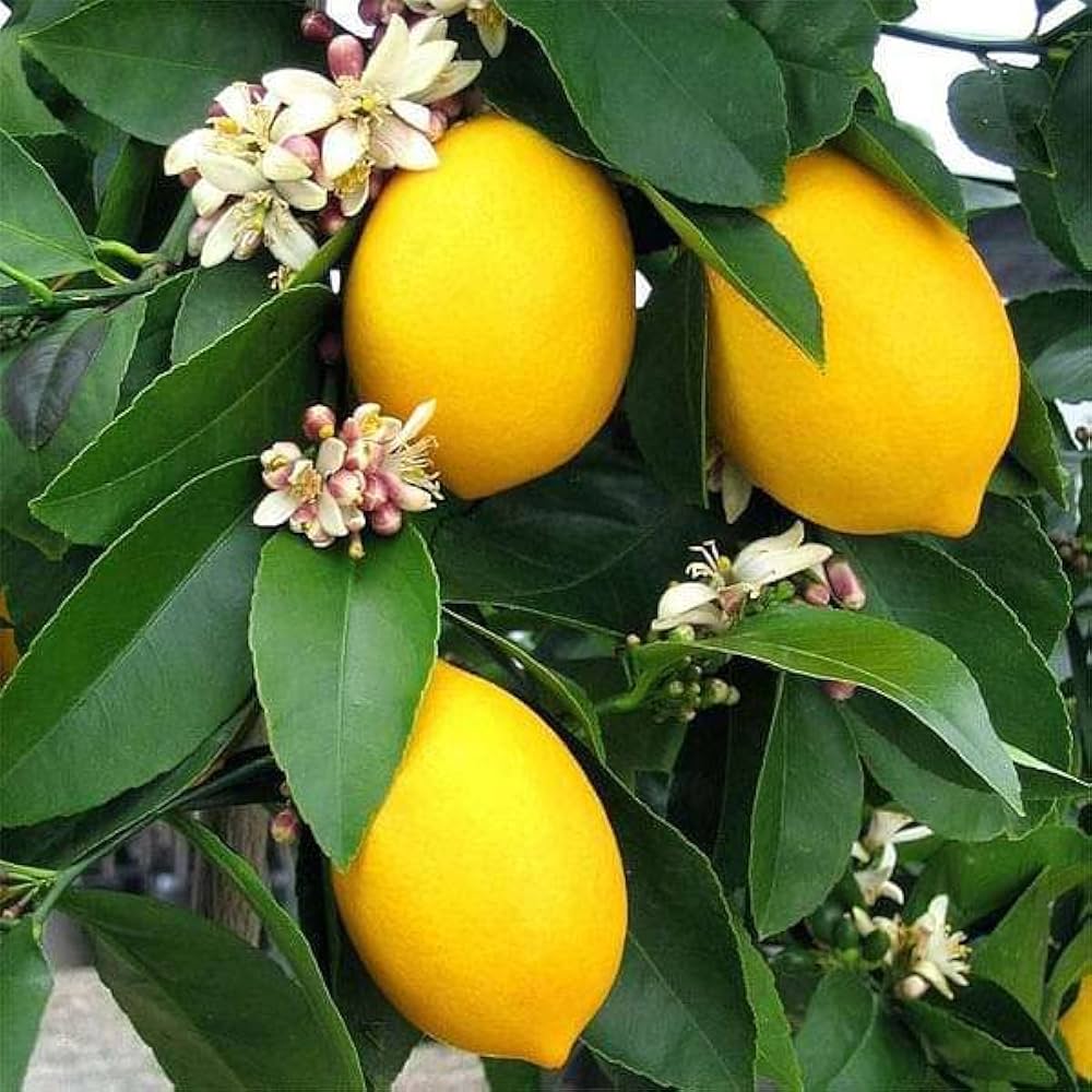 Lemon Seeds for Planting - Yellow Fruit Variety
