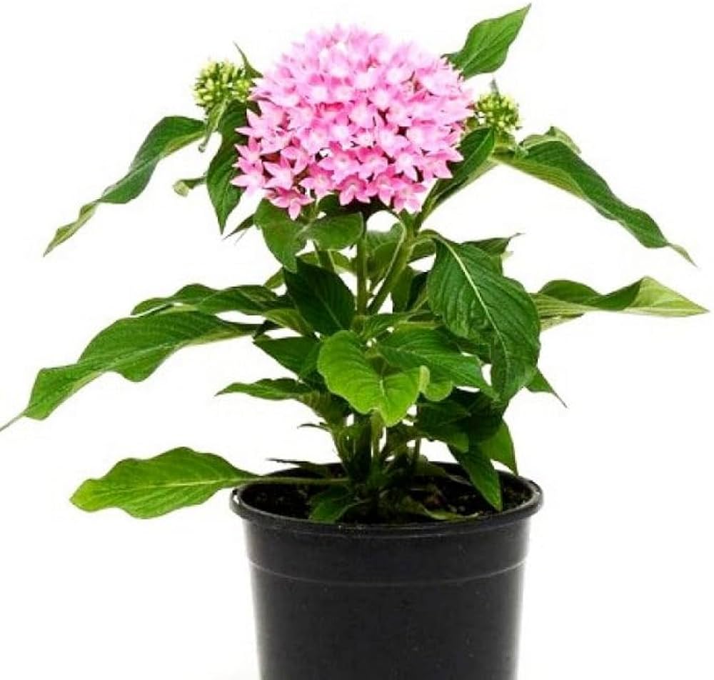 Penta Flower Seeds Penta lanceolata for Planting in Flower Bed