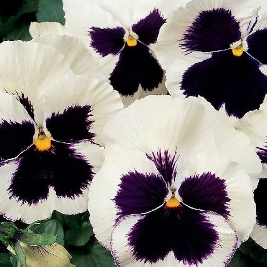 Viola Silverbride Swiss Giant Flower Seeds for Garden Decoration
