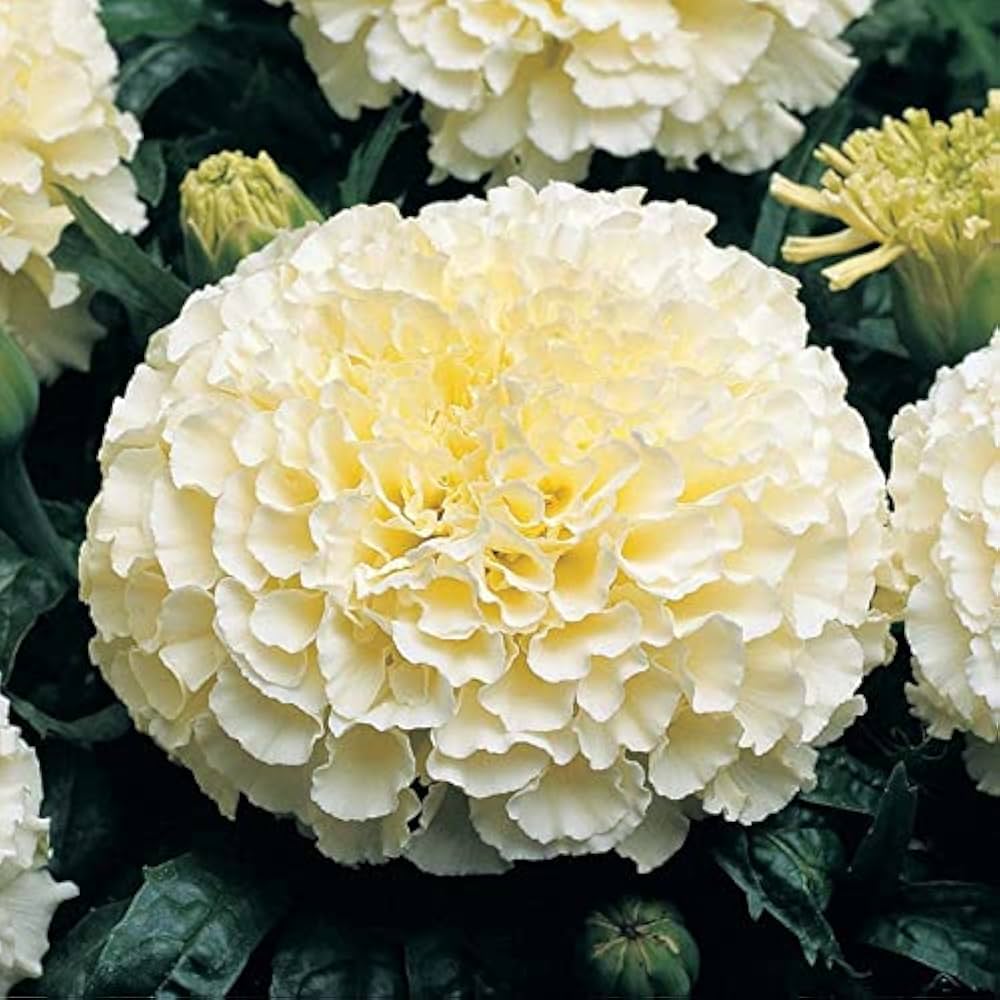 Cream Marigold Flower Seeds for Planting - Vibrant Annual Blooms for Your Garden