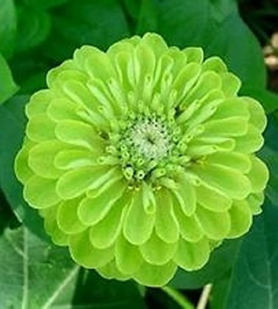 Green Zinnia Envy Chartruse Double Selection Seeds for Vibrant Garden Flowers