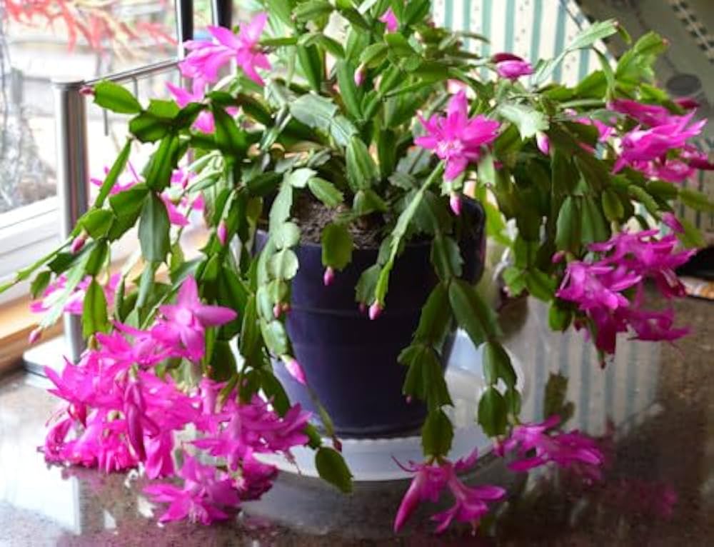 Purple White Schlumbergera Flower seeds for Planting - Vibrant Colors, Heirloom & GMO Free Seeds for Home Garden