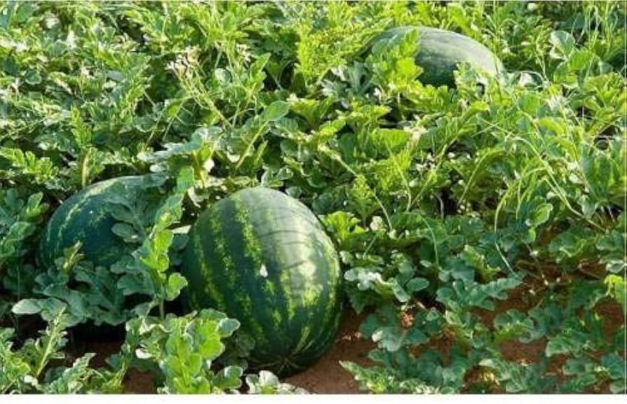 Florida Giant Watermelon Seeds for Planting - Ideal for Home Garden & Vegetable Patch