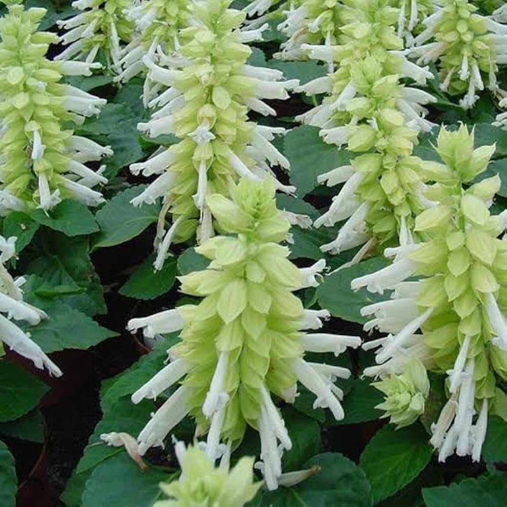 Light Yellow Lavender Flower seeds for Planting - Premium Quality, Heirloom & GMO Free Seeds for Home Garden