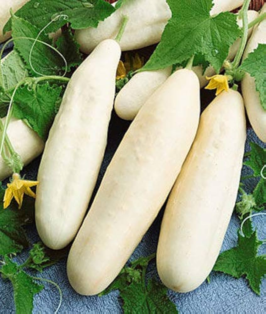 White Cucumber Vegetable Seeds for Planting