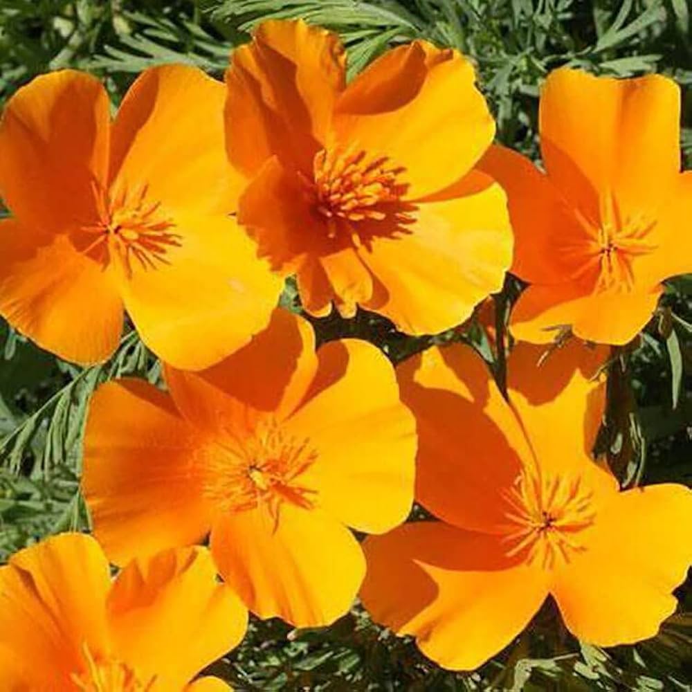Yellow Eschscholzia Flower seeds for Planting - Colorful Display, Heirloom & GMO Free Seeds for Home Garden