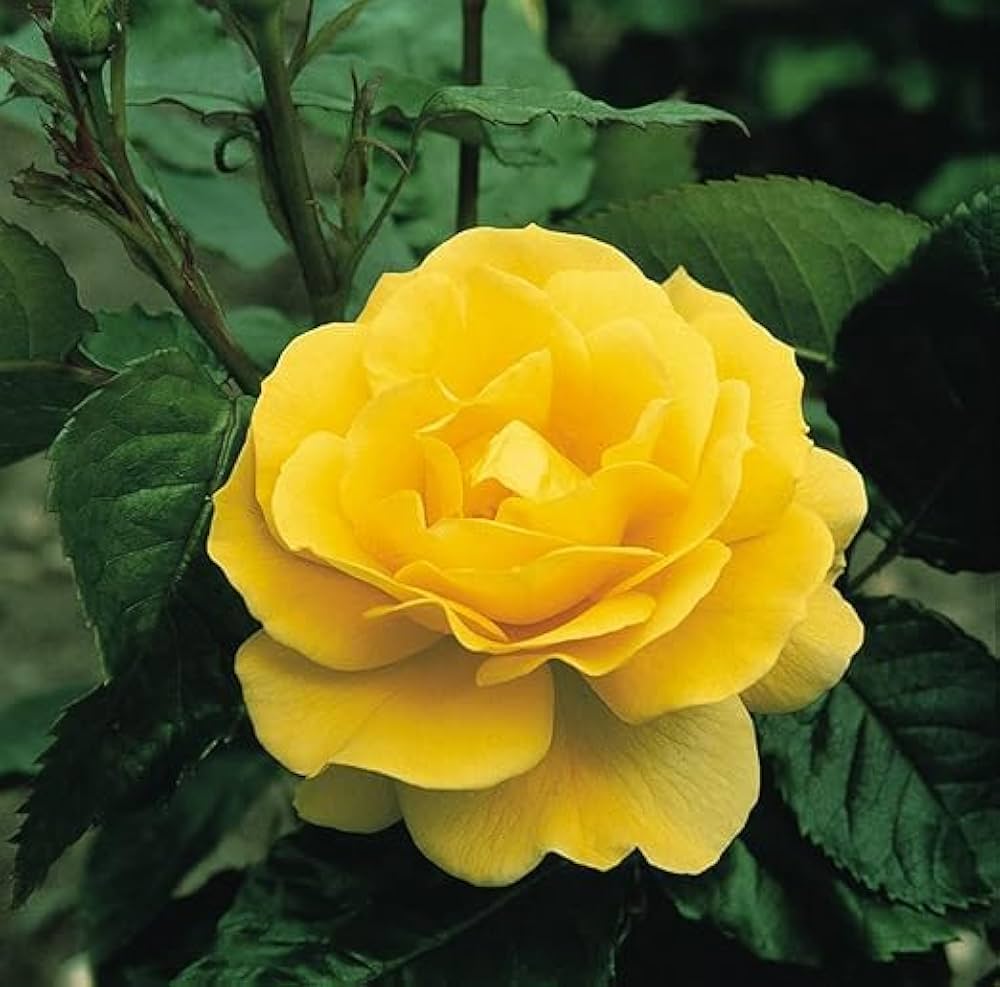 Golden Camellia Flower Seeds for Planting - Premium Quality Seeds for Your Garden