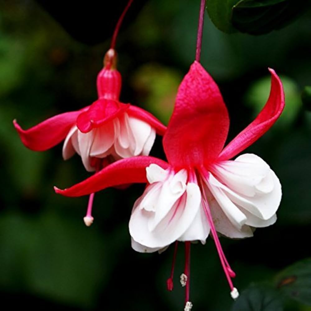Double Petal Fuchsia Seeds for Planting Fuchsia hybrida for balcony pots and home garden