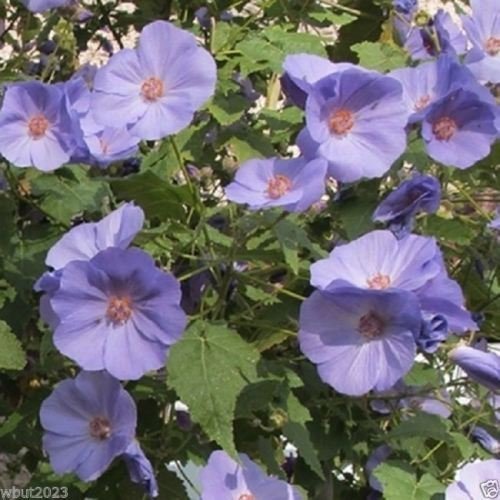 Purple Abutilon Striatum Flower seeds for Planting - Compact Growth, Heirloom & GMO Free Seeds for Home Garden