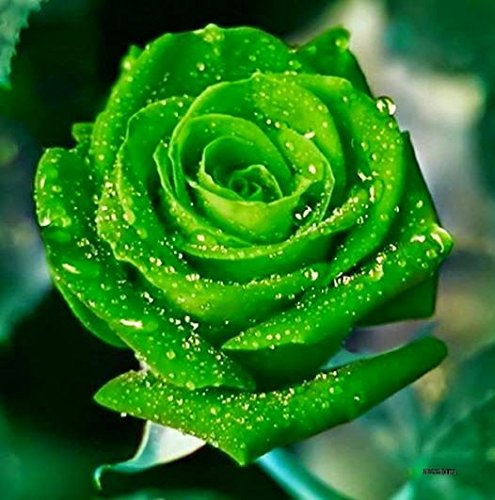 Light Green Rose Flower seeds for Planting - Fragrant Blossoms, Heirloom & GMO Free Seeds for Home Garden