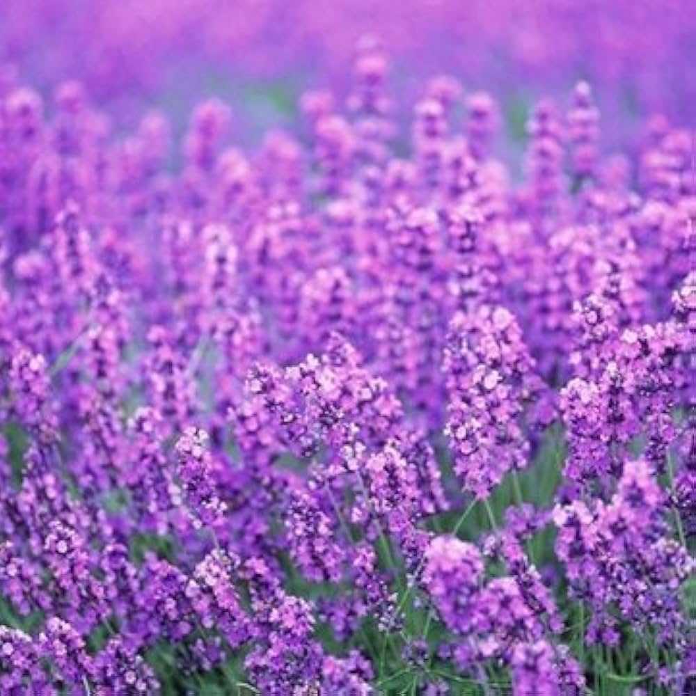 Organic Lavender Lavandula angustifolia Bonsai Flower Seeds