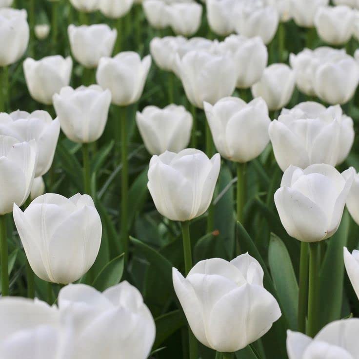 White Tulip Tulipa Gesneriana Seeds for Planting - Perfect for Flower Bed & Home Garden
