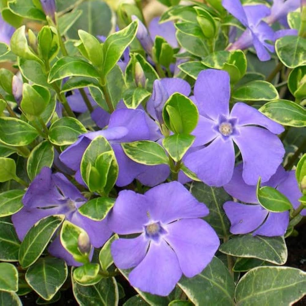 Violet Vinca Periwinkle Seeds for Planting - Beautiful Blooms