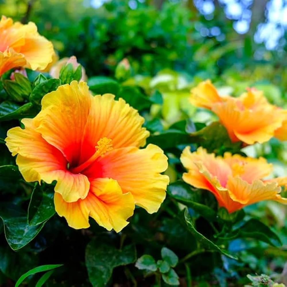Pink Yellow Hibiscus Flower seeds for Planting - Shade Tolerant, Heirloom & GMO Free Seeds for Home Garden