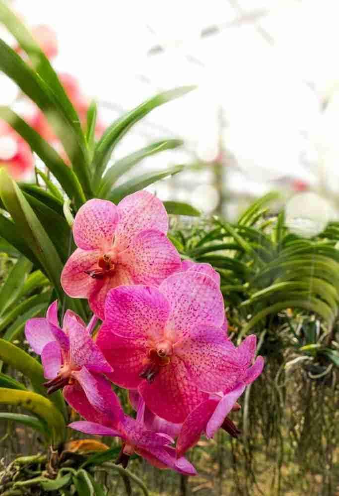 Violet Hydroponic Orchid Seeds for Easy Planting