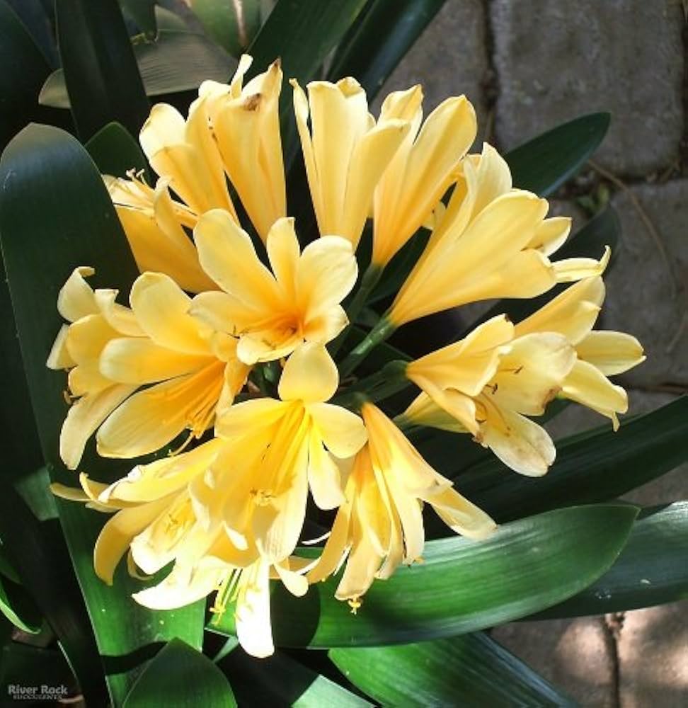Clivia Seeds, Rare Color Clivia Chinese Flower Seeds