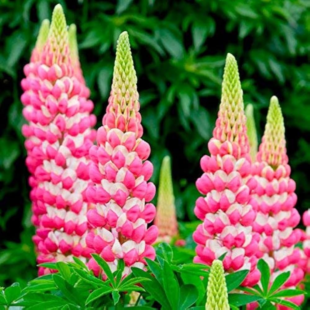 Light Pink Lupine Flower seeds for Planting - Drought Tolerant, Heirloom & GMO Free Seeds for Home Garden