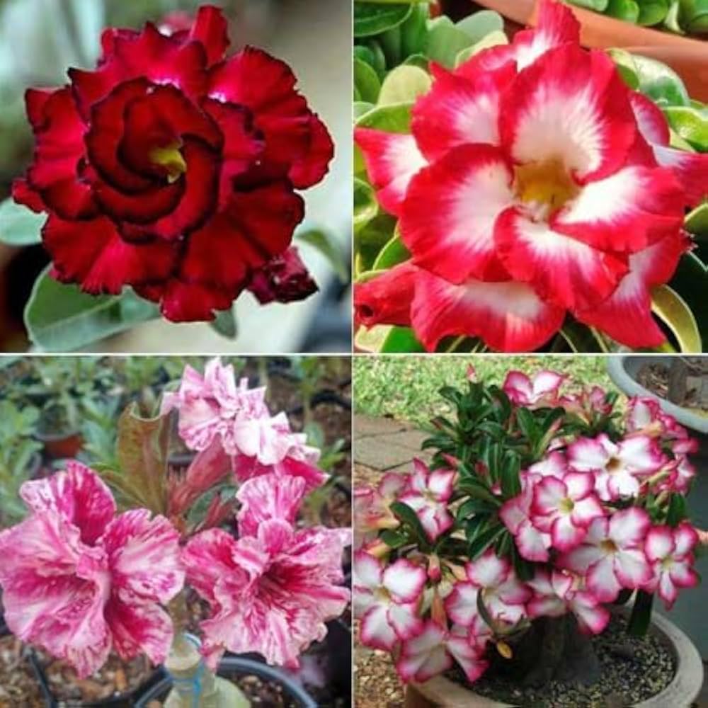 Pink Obesum Flower seeds for Planting - Low Maintenance, Heirloom & GMO Free Seeds for Home Garden