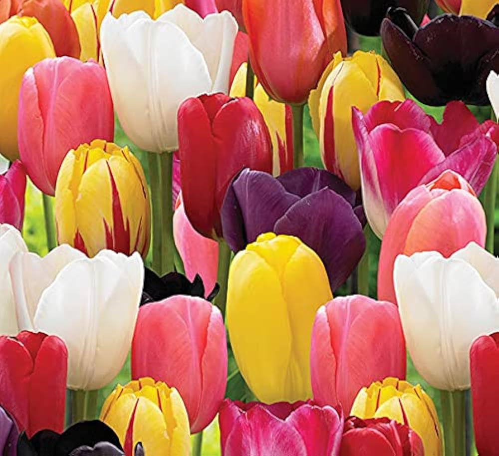 Multi-Color Tulip Seeds for Planting Essentials