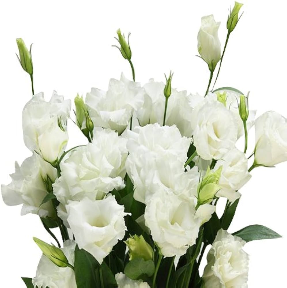 Eustoma Flower Seeds for Planting - White Blooming Annuals for Beautiful Gardens