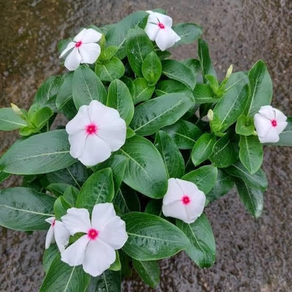Periwinkle Flower seeds for Planting - Colorful Display, Heirloom & GMO Free Seeds for Home Garden