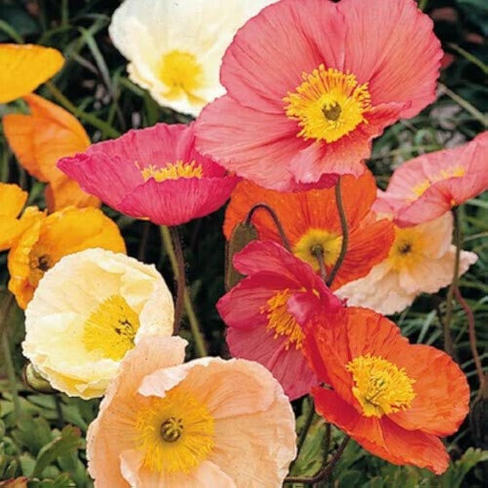 Giganteum Poppy Seeds for Planting Papaver somniferum for flower beds and wildflower gardens
