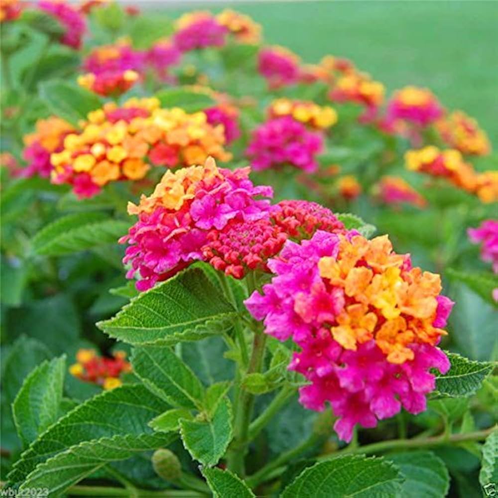 Lantana Camara Five Color Seeds