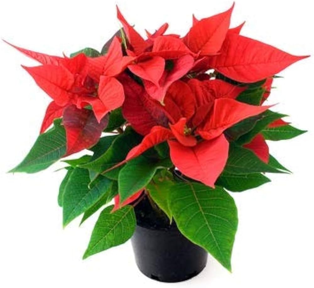 Poinsettia Flower seeds for Planting - Long Bloom Season, Heirloom & GMO Free Seeds for Home Garden