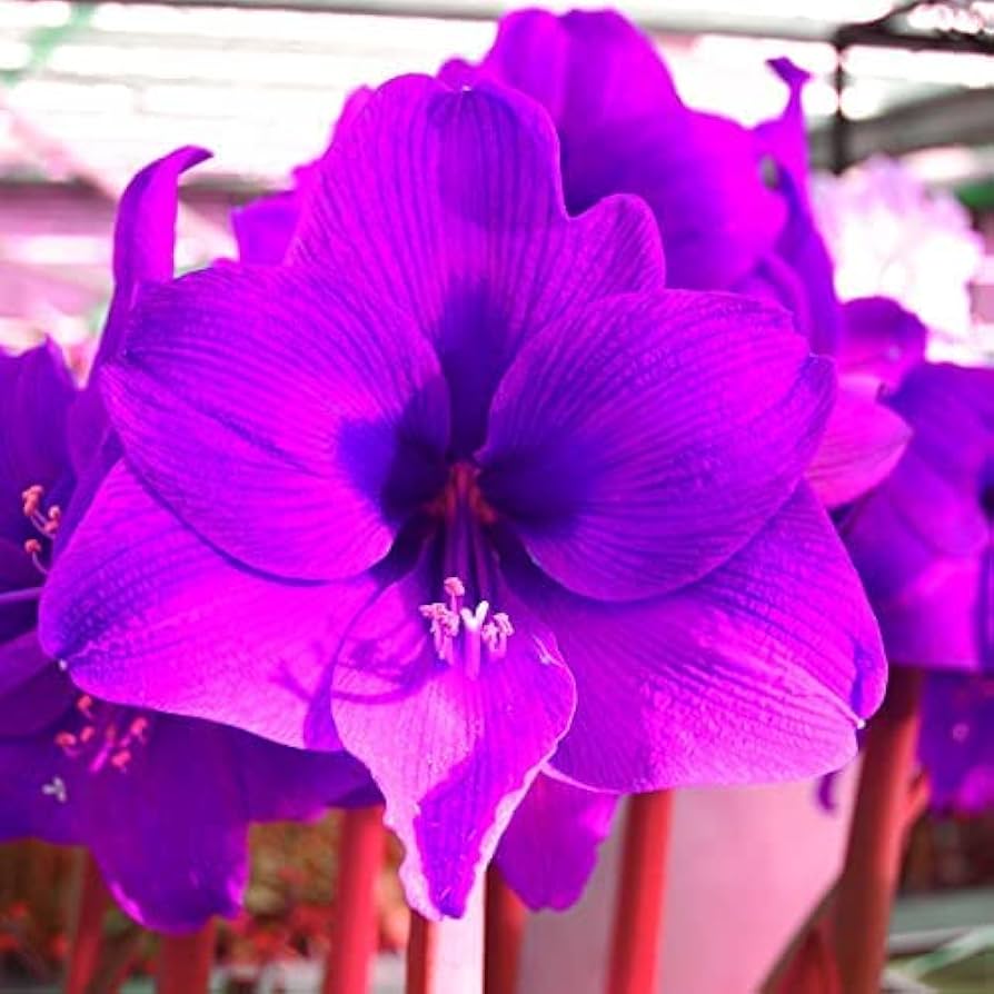 Purple Echte Amaryllis Flower seeds for Planting - Low Maintenance, Heirloom & GMO Free Seeds for Home Garden