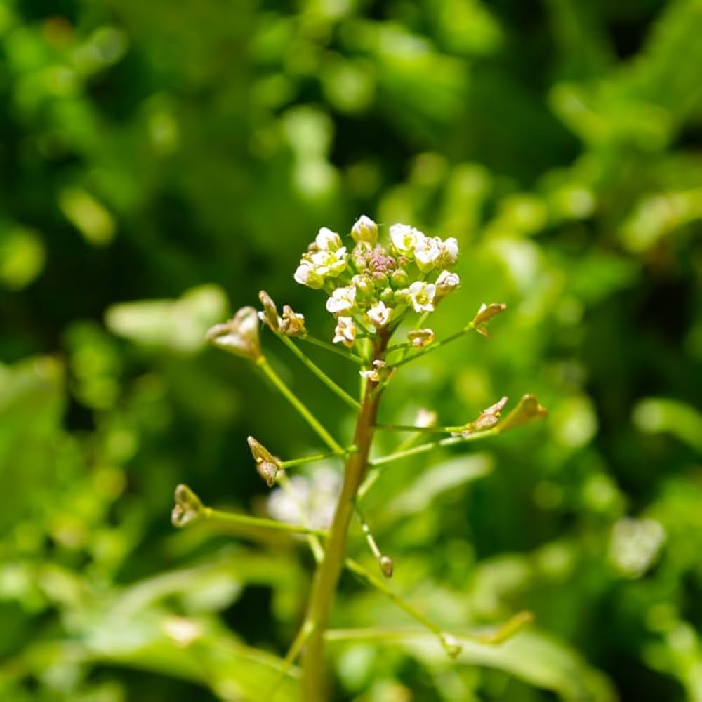 Shepherd's Purse Seeds  Ideal for Planting