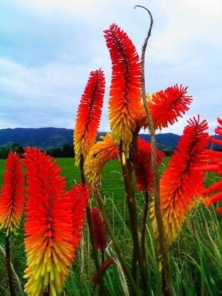 Red Kniphofia Flower seeds for Planting - Easy to Grow, Heirloom & GMO Free Seeds for Home Garden