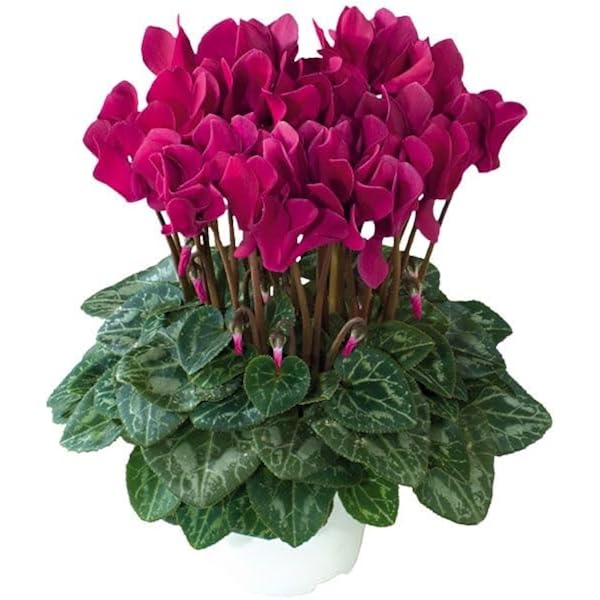 Cyclamen Cyclamen spp. Flower Seeds for Planting in Indoor Garden