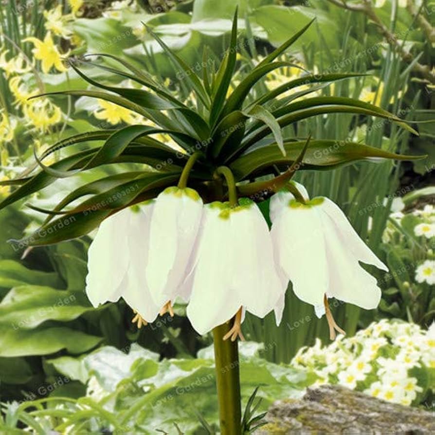 White Imperial Wang Fritillaria Flower Seeds for Planting Colorful Display Heirloom & GMO Free Seeds for Home Garden
 
 Sale