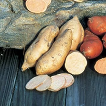 Sweet Potato Vegetable Seeds Planting Brown White, Premium Seeds seed packet for home gardening