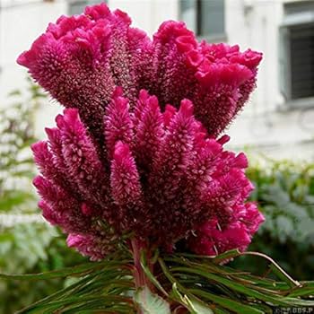 Red Purple Pteris Flower seeds for Planting - Cottage Garden Essential, Heirloom & GMO Free Seeds for Home Garden