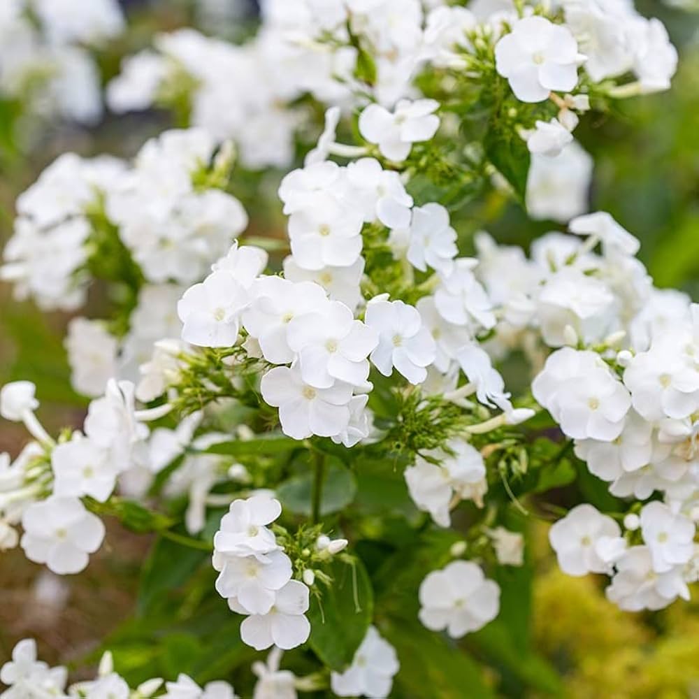 Drummondii Flower seeds for Planting - Long Bloom Season, Heirloom & GMO Free Seeds for Home Garden