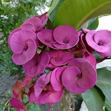 Purple Euphorbia Milii Flower seeds for Planting - Colorful Display, Heirloom & GMO Free Seeds for Home Garden
 
 Sale seeds for planting in home garden