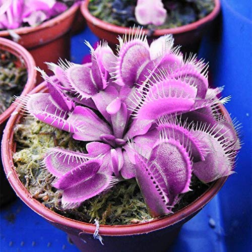 Venus Fly Trap Violet Flower seeds for Planting - Long Bloom Season, Heirloom & GMO Free Seeds for Home Garden