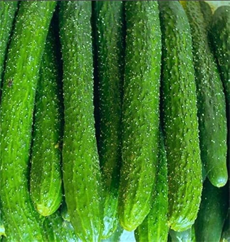 Carolina Cucumber Seeds for Planting Cucumis anguria for vegetable beds and trellis gardens
