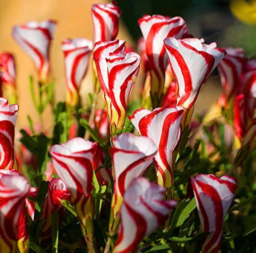 Oxalis Versicolor Candy Cane Sorrel Oxalis versicolor Seeds for Planting in Home Garden