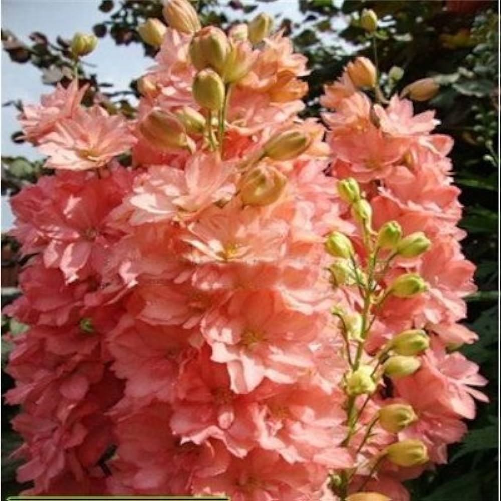 Peach Matthiola Incana Flower seeds for Planting - Low Maintenance, Heirloom & GMO Free Seeds for Home Garden