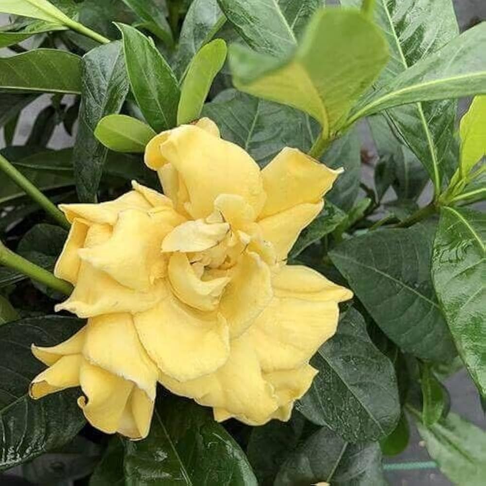 Yellow Gardenia Flower Seeds for Planting Bright Blooms Heirloom & GMO Free Seeds for Home Garden
 
 Sale