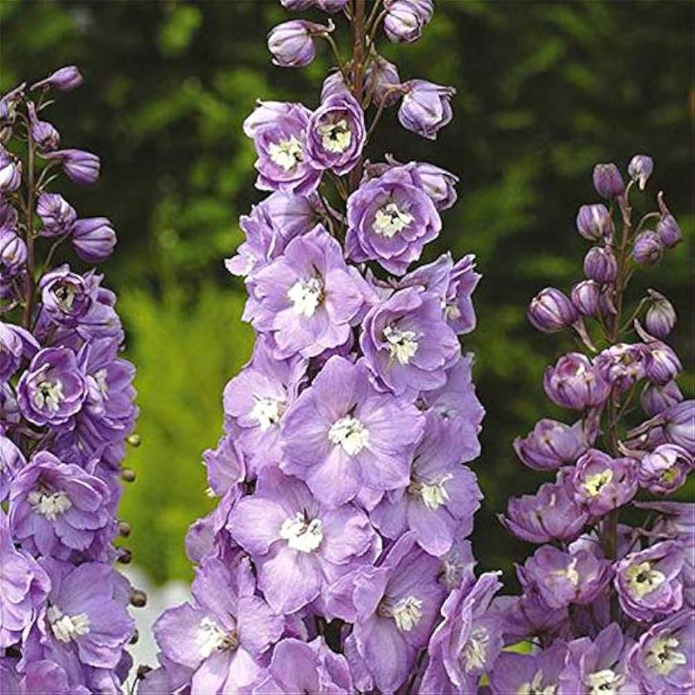 Delphinium Seeds Beautiful Flower Plant for Planting Home Garden Border