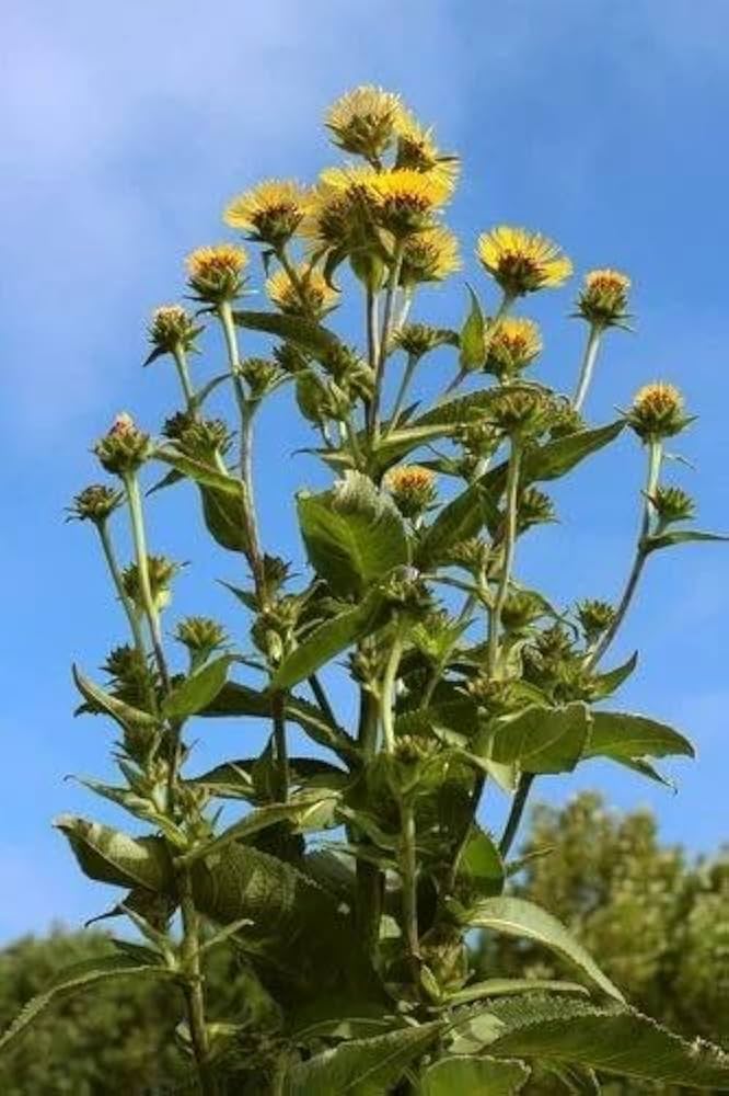 Elecampane Seeds for Planting Inula helenium for herbal gardens and flower beds