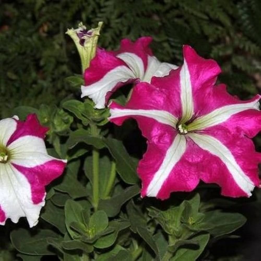 Pelleted Seeds Dreams Rose Picotee Petunia Seeds
