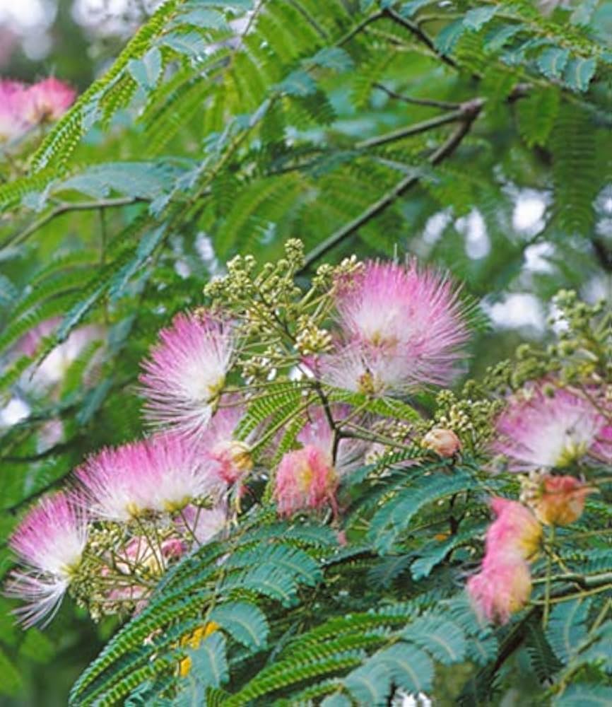 Albizia Albizia julibrissin Flower Seeds for Planting