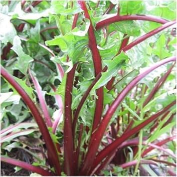 Green Dandelion Flower seeds for Planting - Seasonal Bloomer, Heirloom & GMO Free Seeds for Home Garden
 
 Sale for planting in home garden.