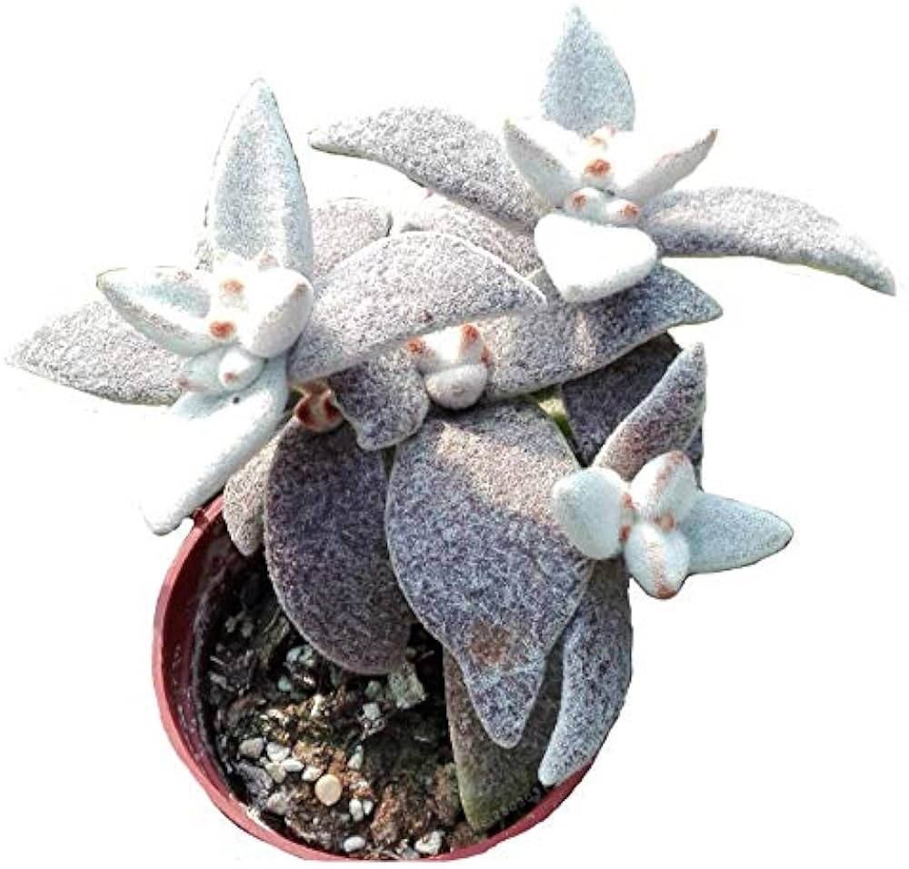 Kalanchoe Seeds Kalanchoe blossfeldiana for Planting in Indoor Garden & Flower Bed