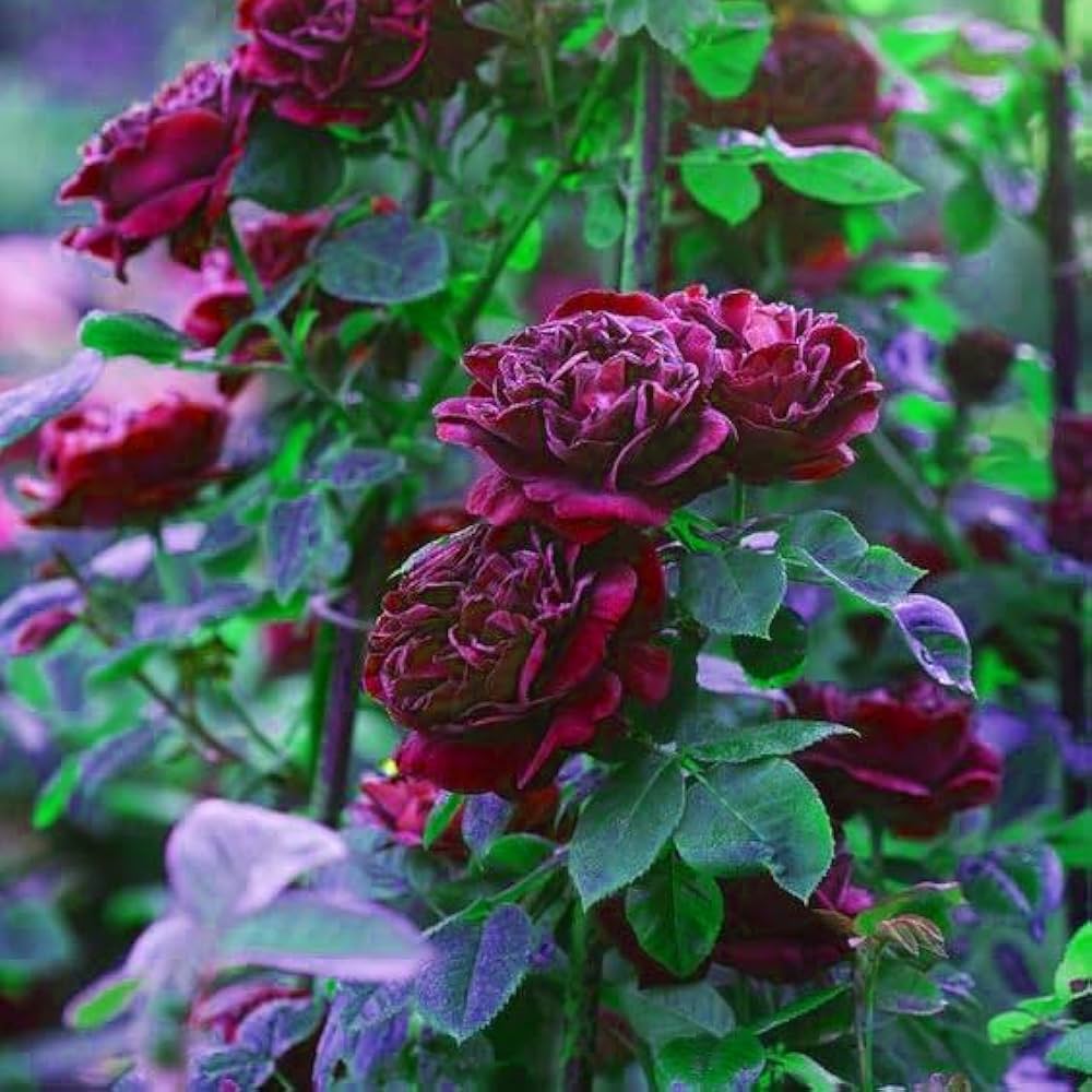 Maroon Red Rare Rose Flower Seeds for Planting – Premium Quality Heirloom & GMO Free Seeds for Home Garden
 
 Sale